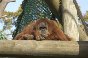 Sumatran orangutan, Durrell Wildlife Conservation Trust